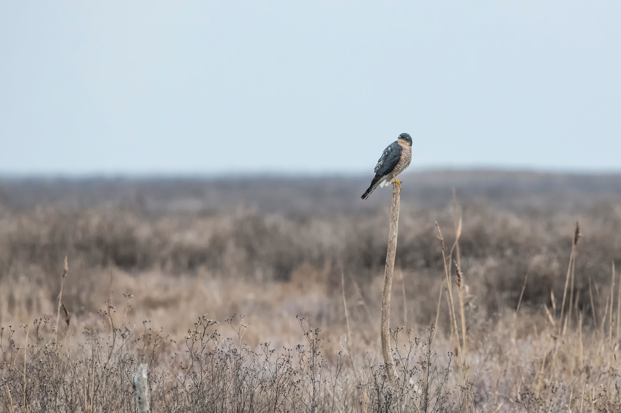 Sparrowhawk
