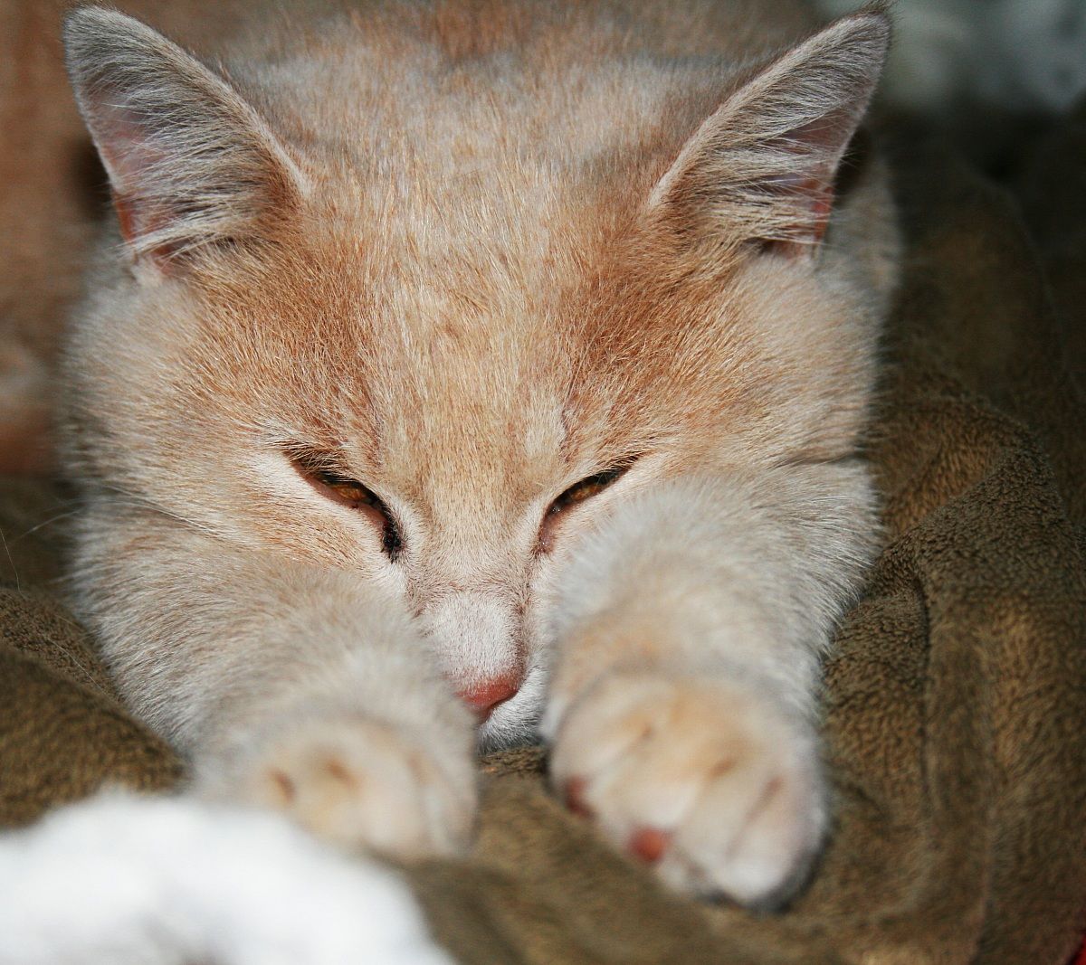 il mio piccolo orsetto