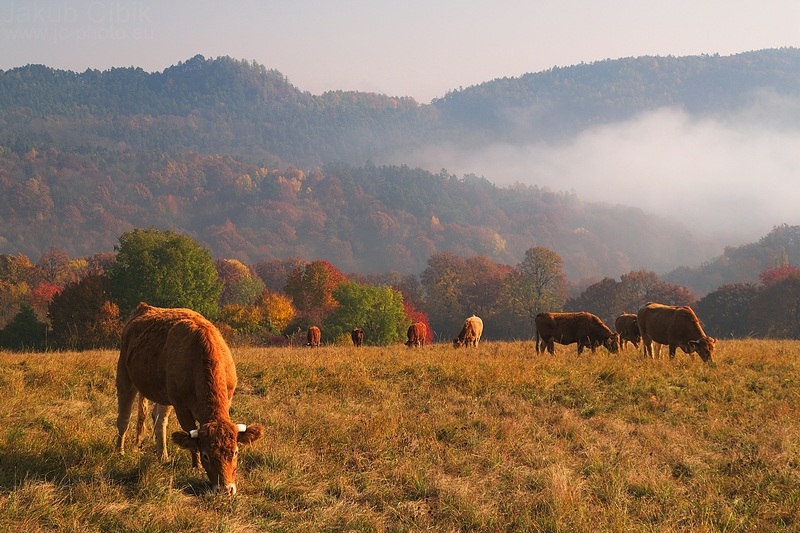 Autumn life under Vrsatec