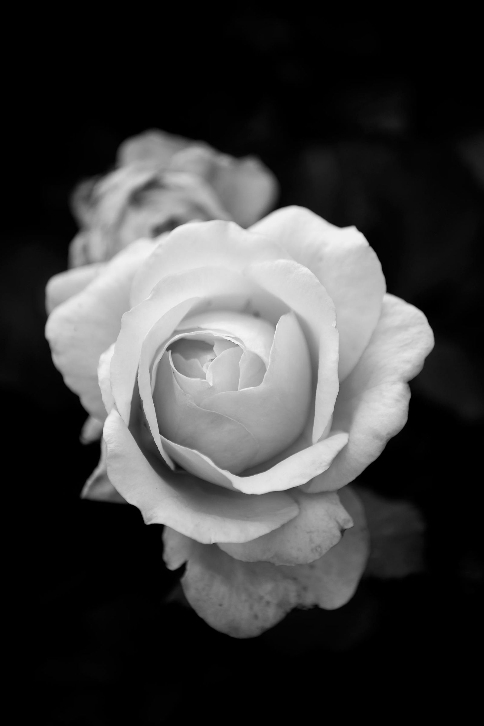 Belfast, botanical garden 04