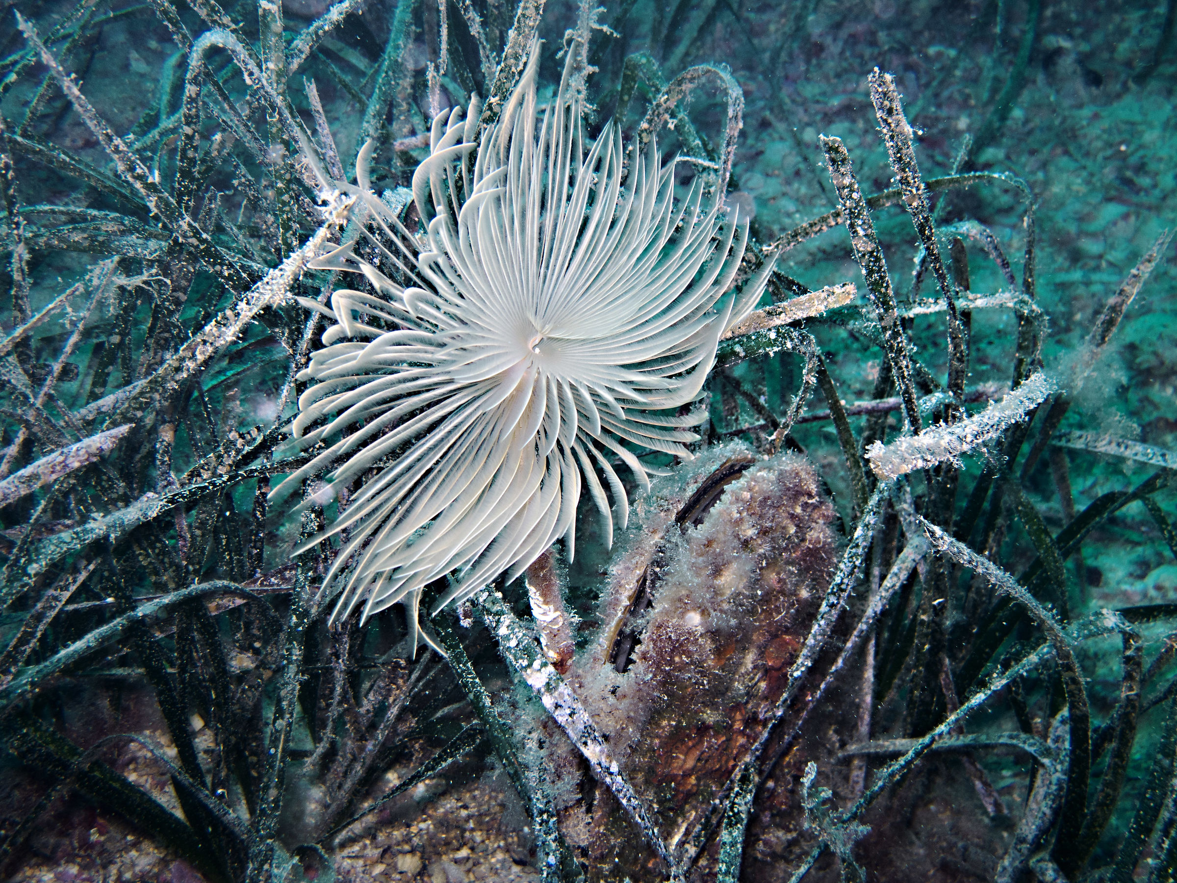 Spirografo e Pinna Nobilis