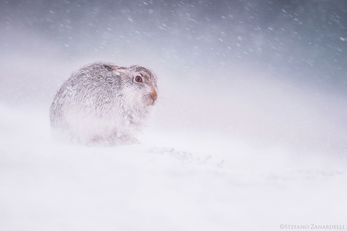 Mountain Hare