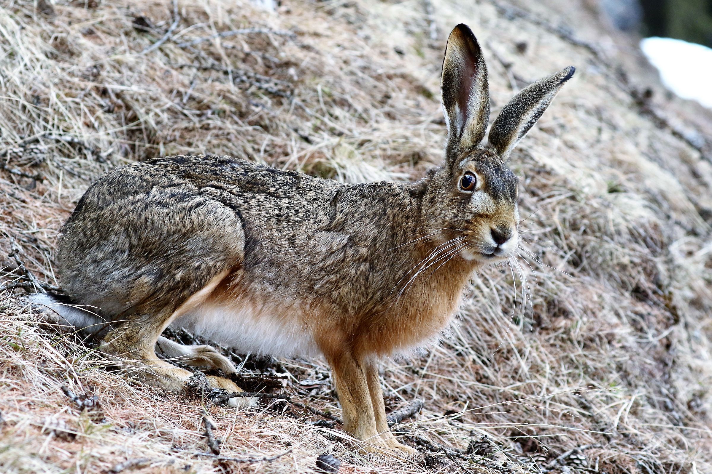 Lepre comune (Lepus europaeus)