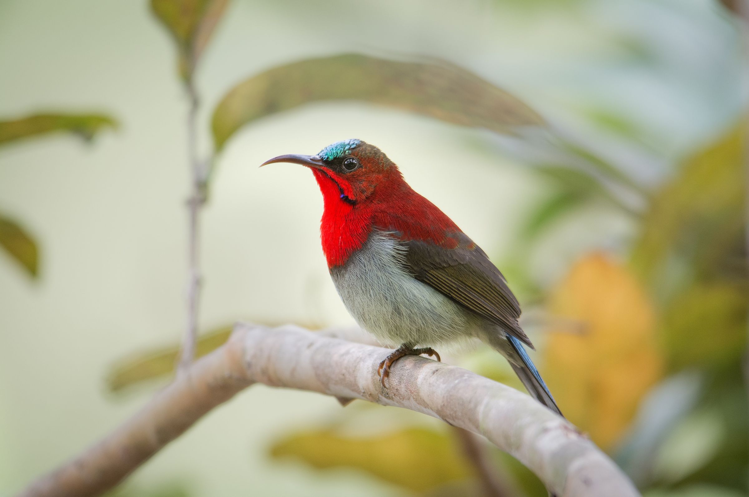 crimson sunbird