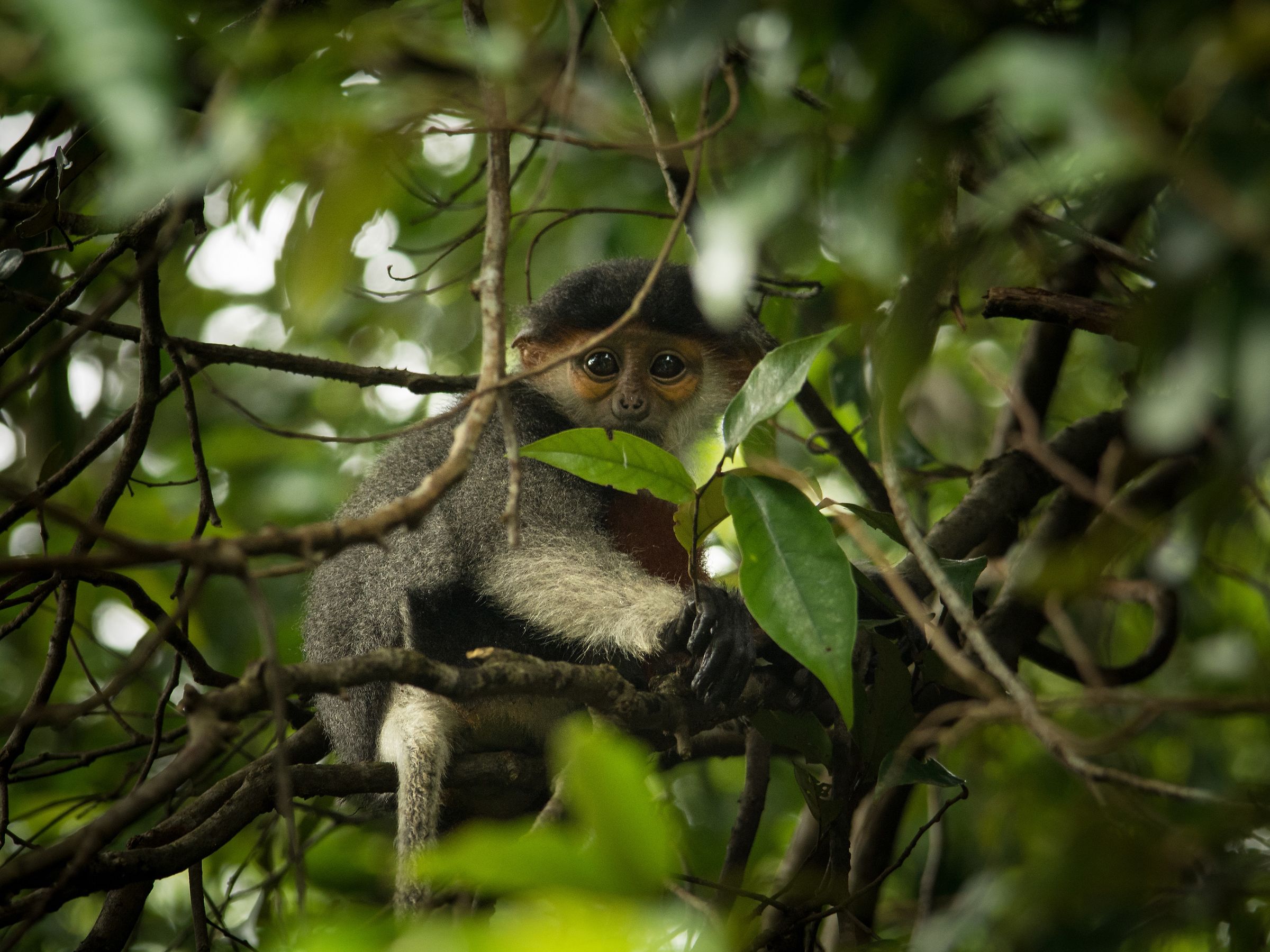 Piccolo e timido langur duca