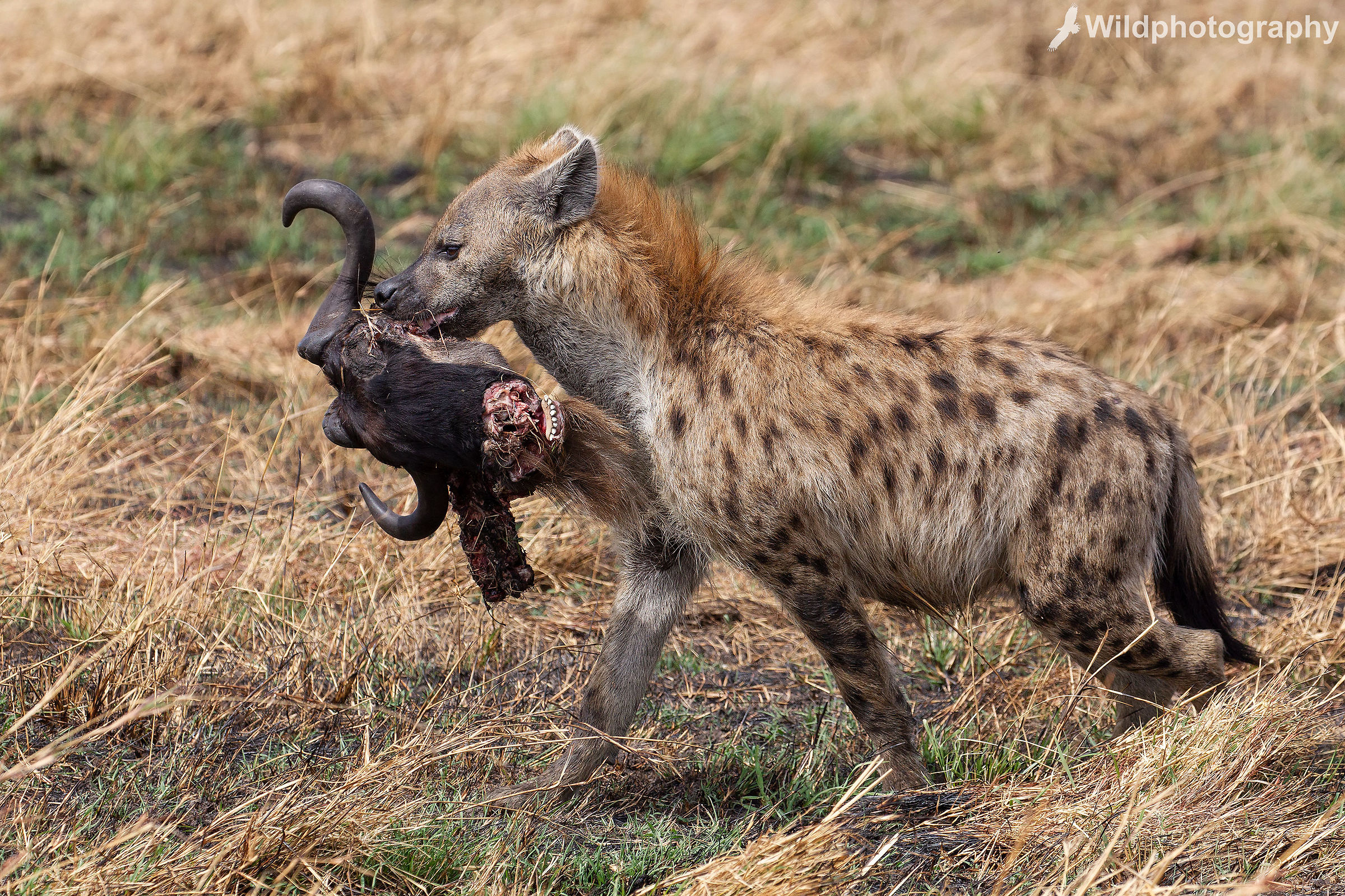 Life and death in the Savannah