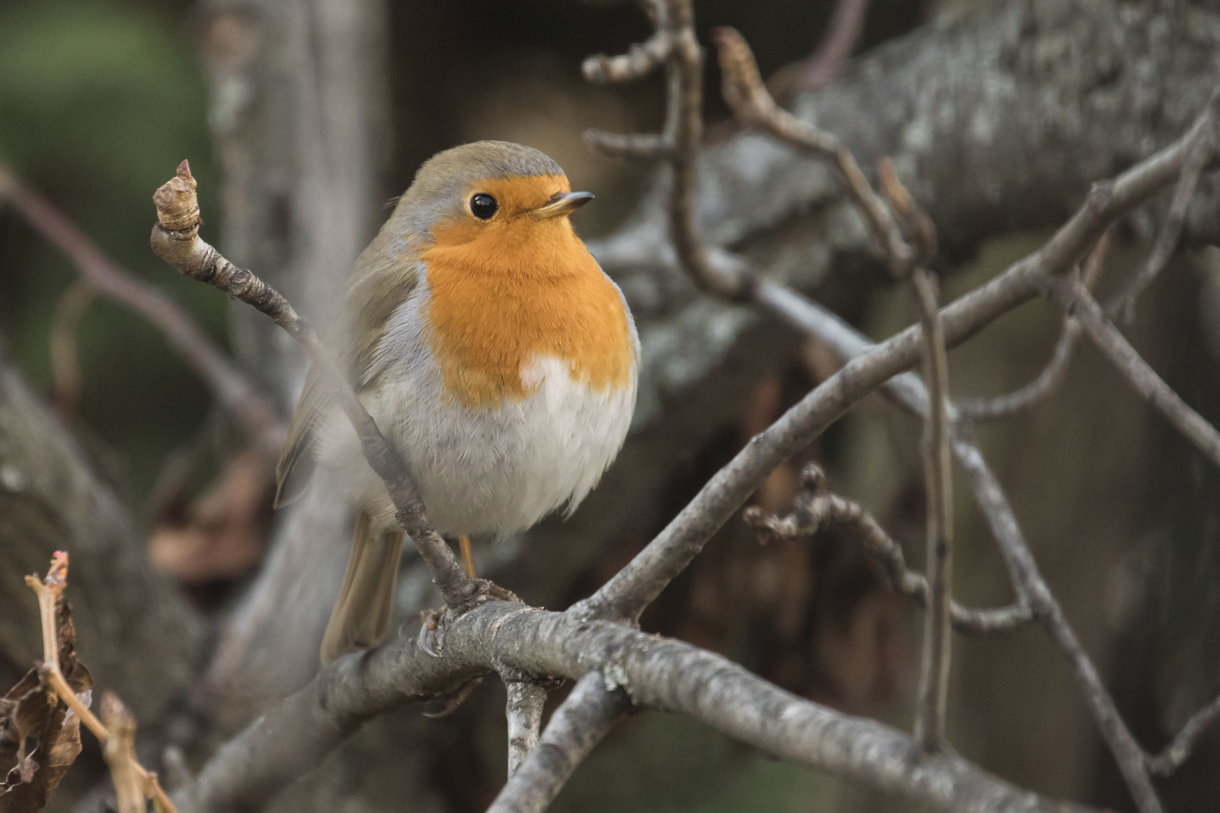 Tra i rami di un pero.