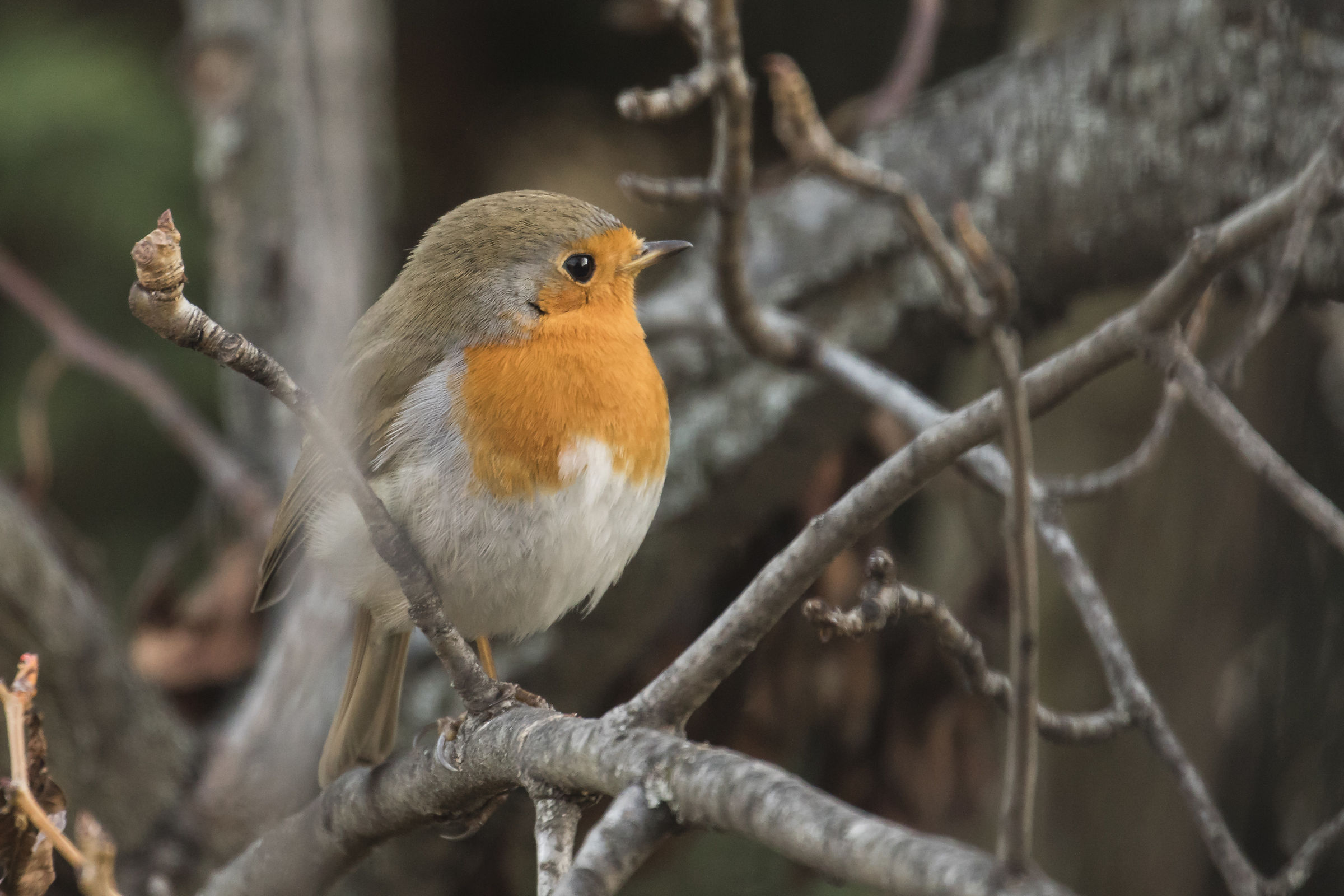 Tra i rami di un pero.