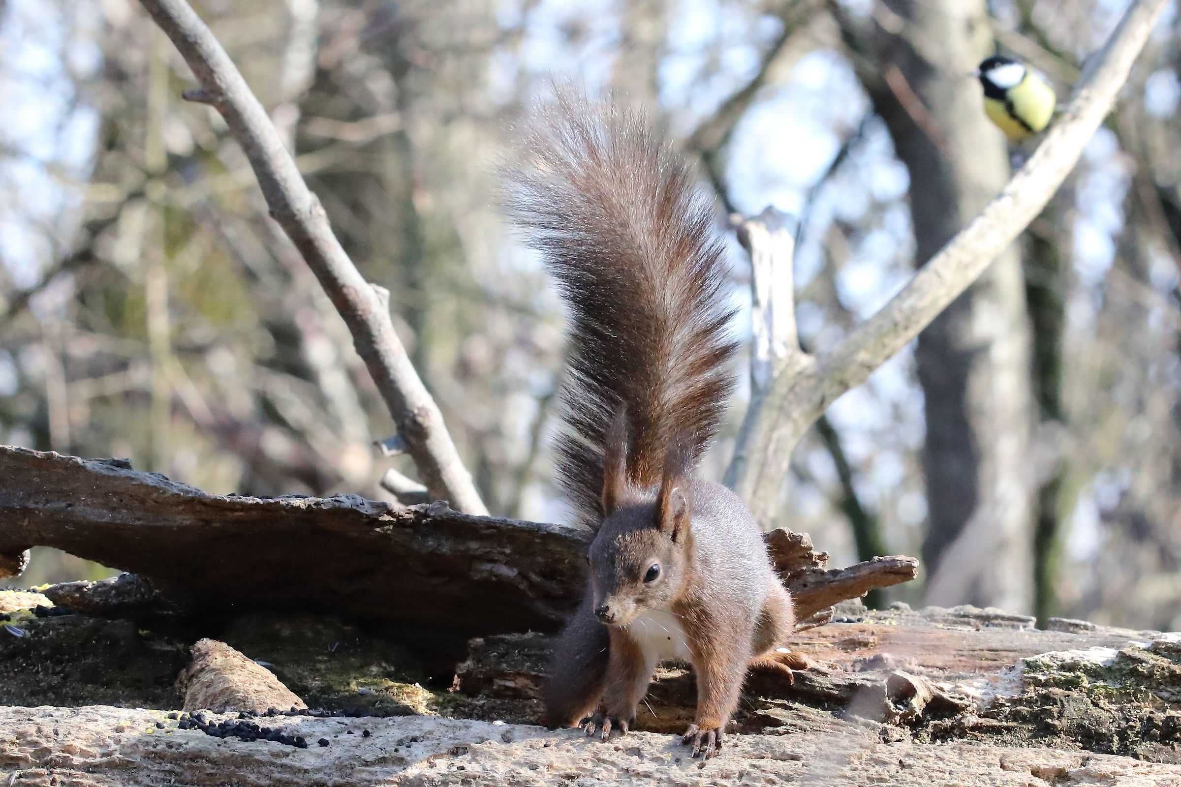 Elf of the Woods and great-hearted