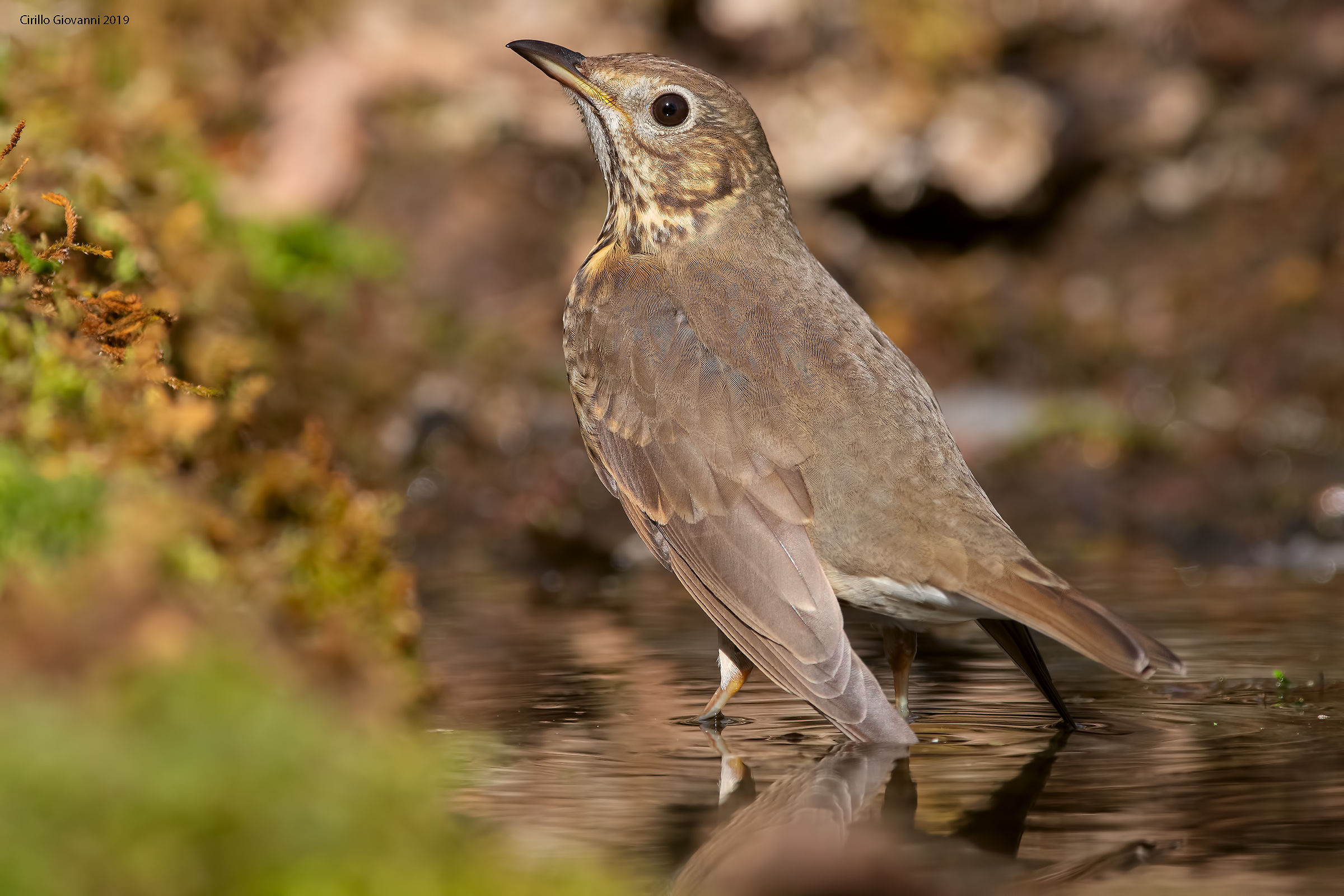 Song Thrush