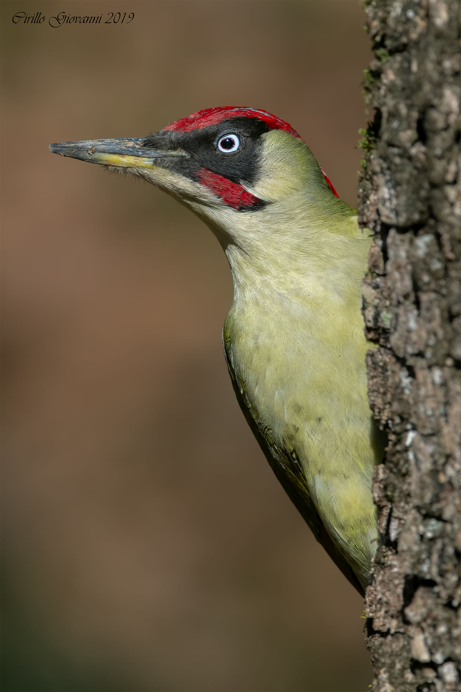 Green Woodpeckers