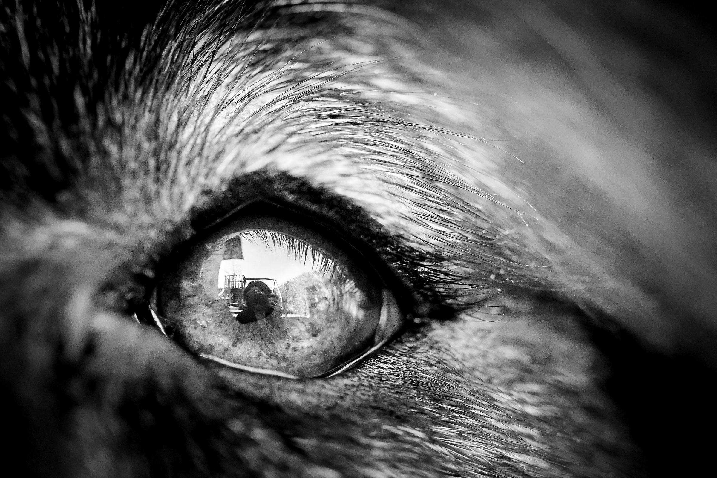 In the eyes of a Leonberger