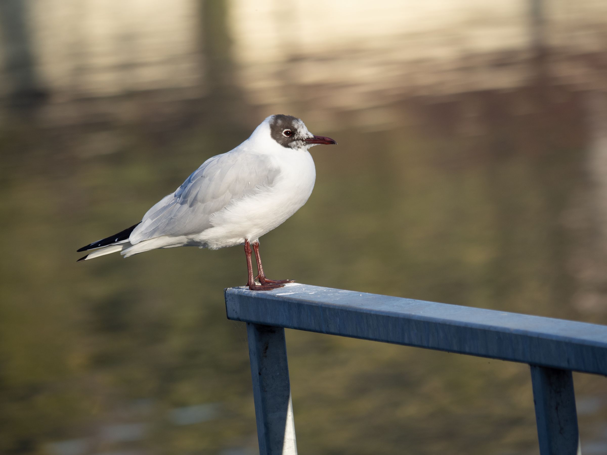 Relax sulla ringhiera