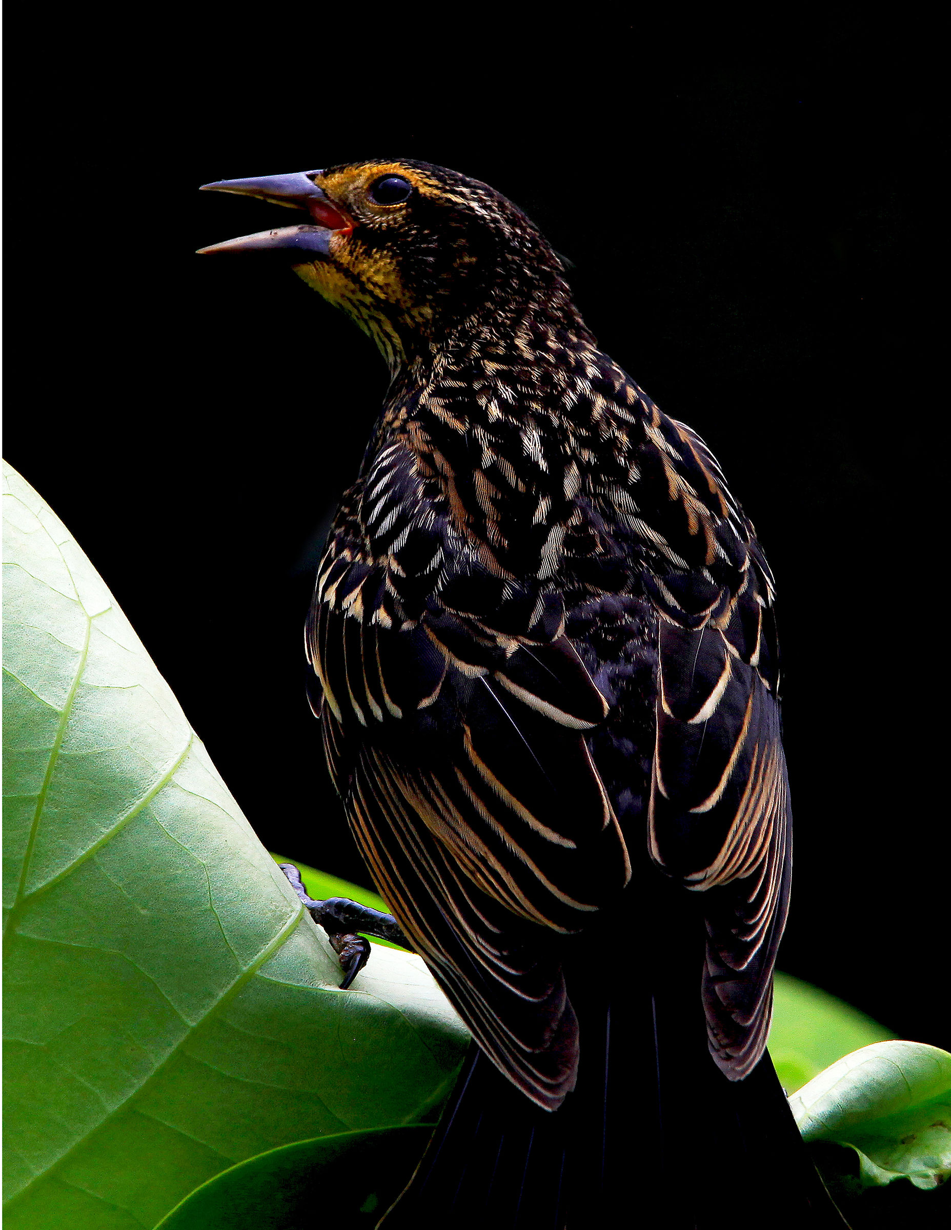 The Starling