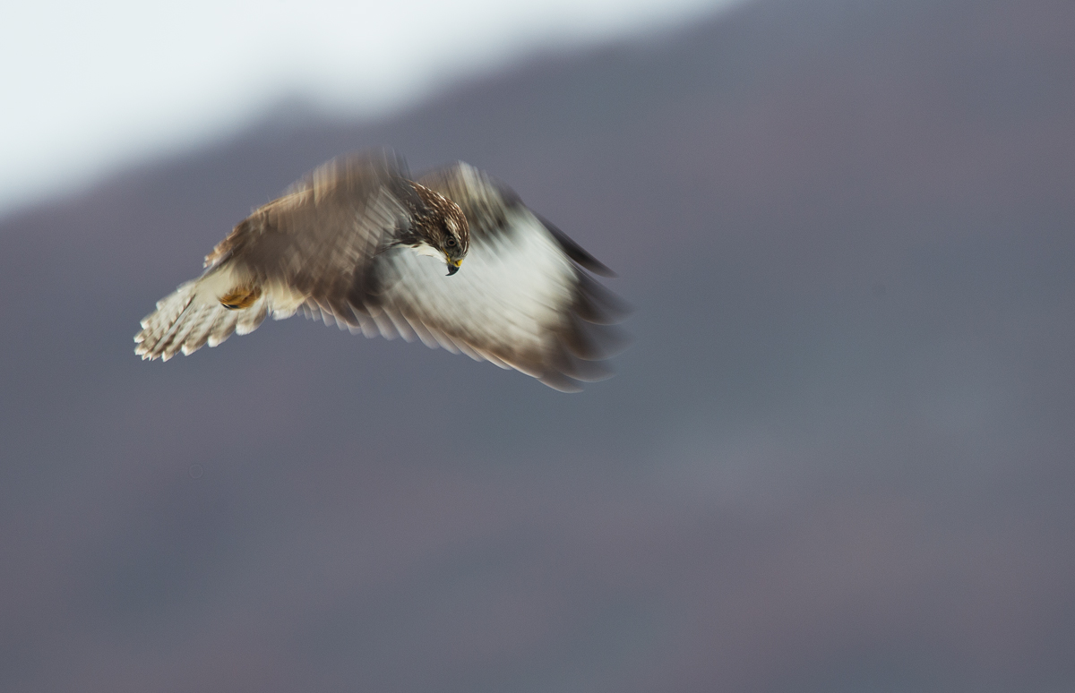 buzzard in the Holy Spirit