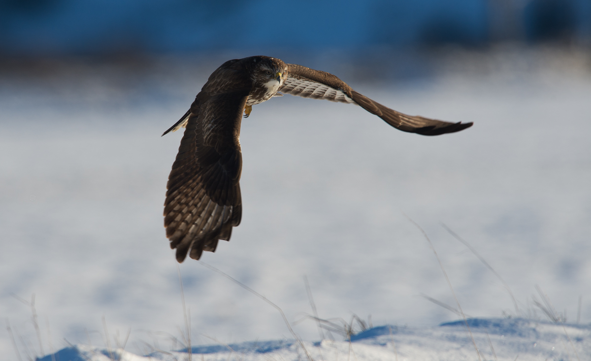 buzzard winter