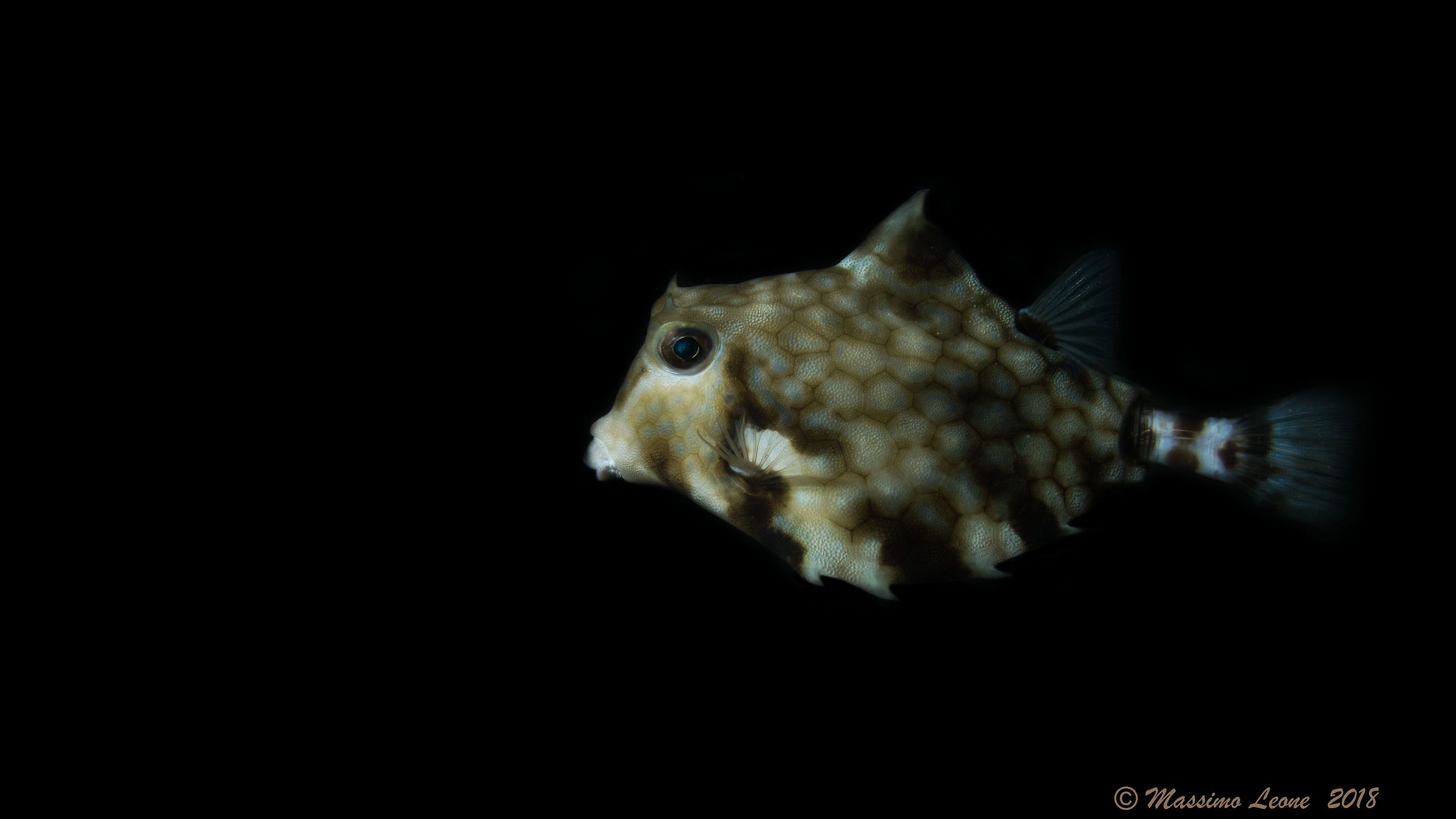 Humpback turrefish (Tetrosomus gibbosus)