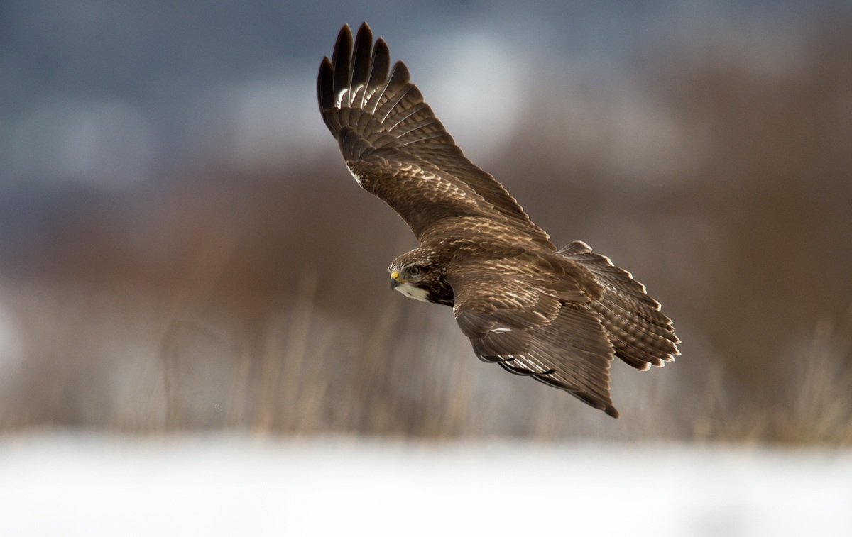 flight in winter
