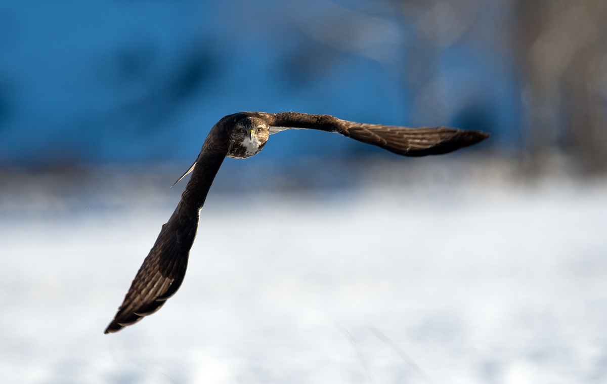 buzzard in flight