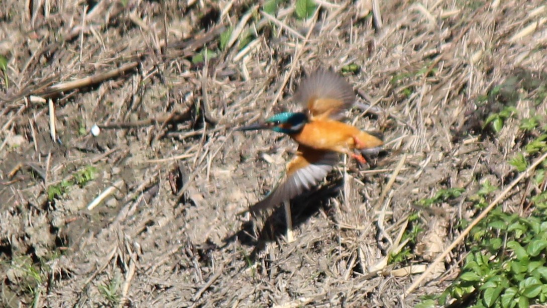 Kingfisher