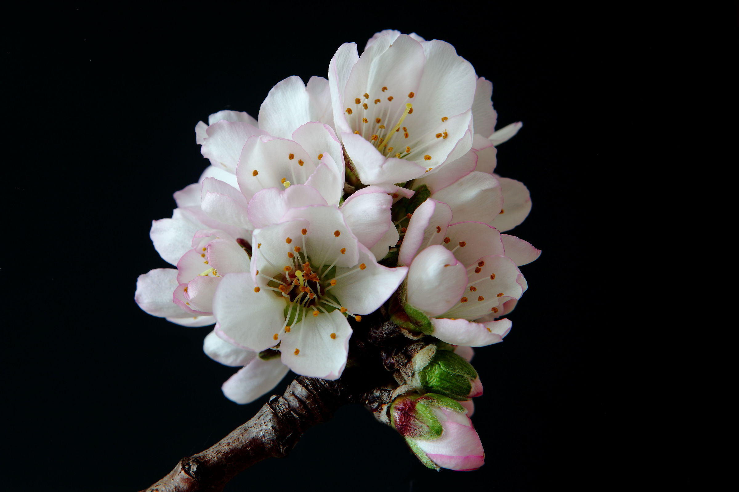 " e' quasi primavera ormai..."