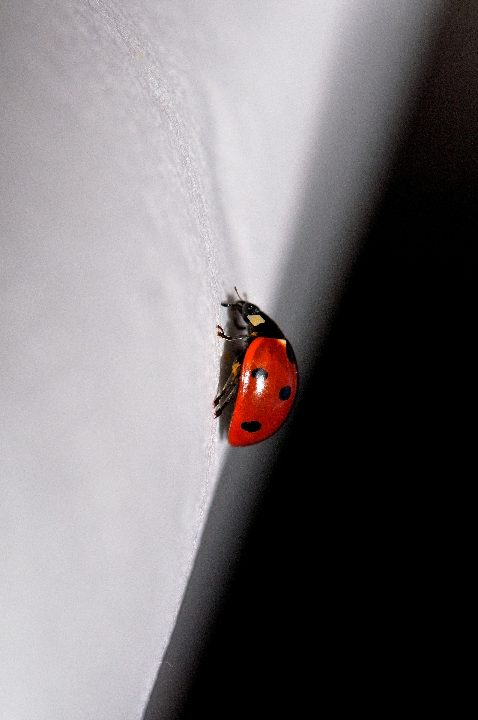 What an effort ... guys!