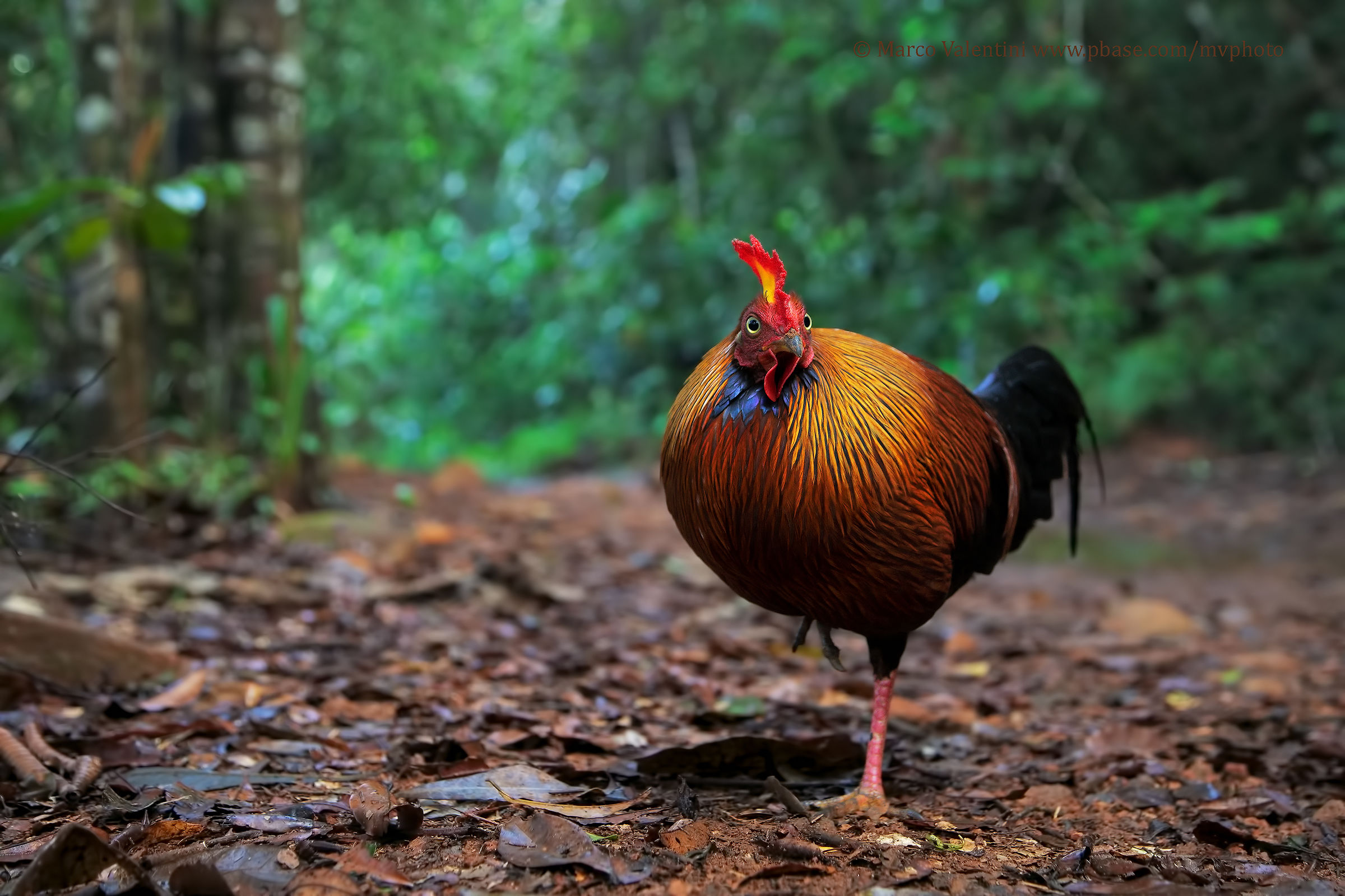 Il principe della foresta