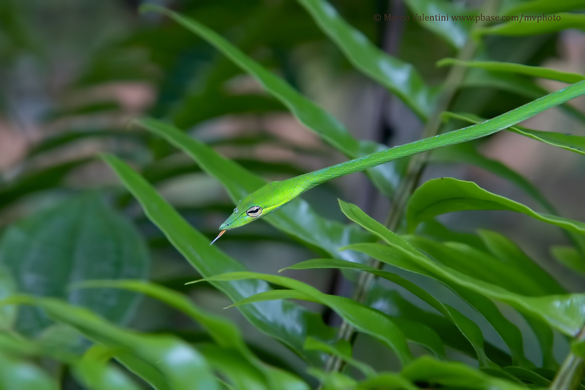 Green Vine snake