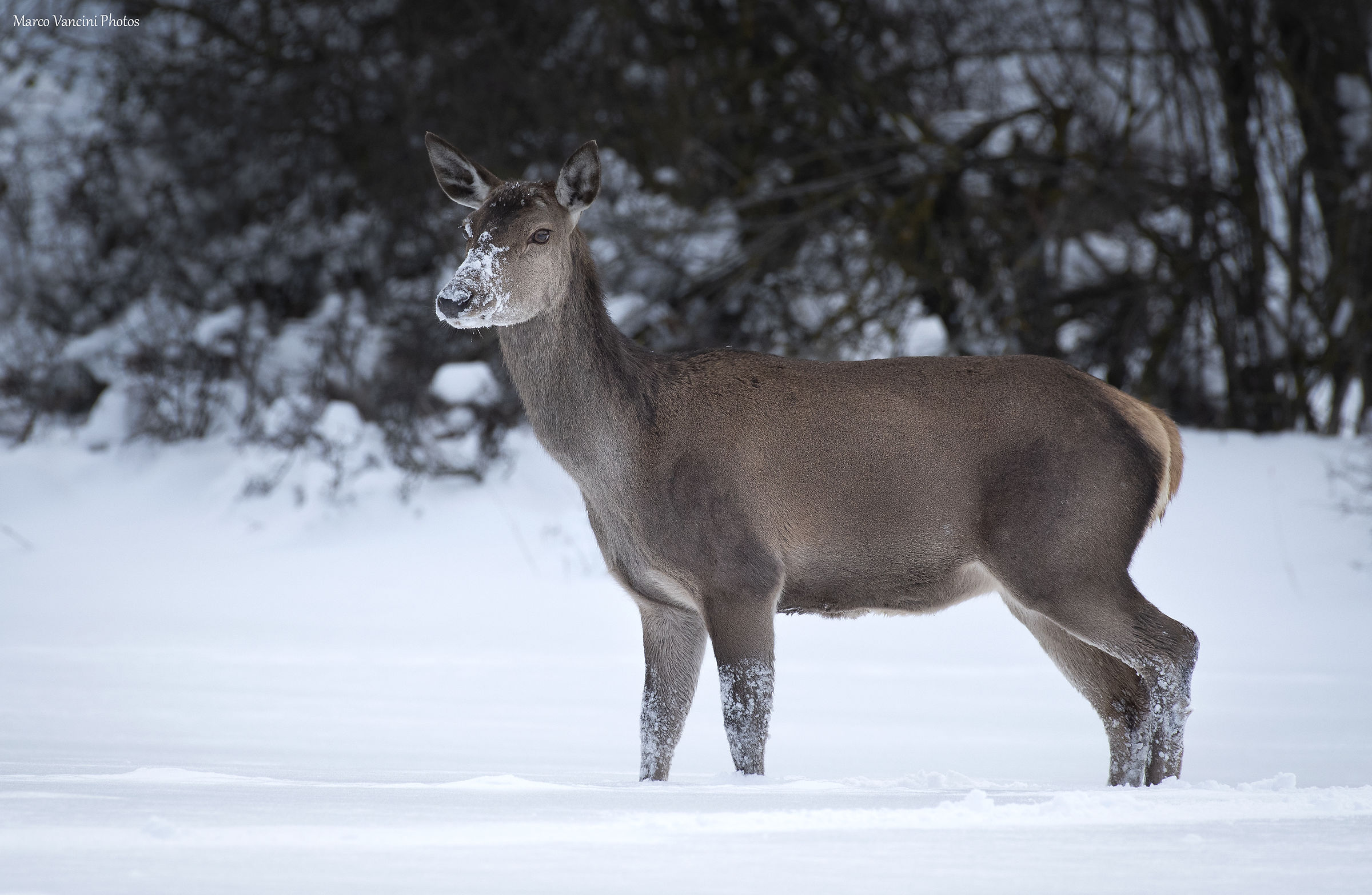 un cervo nelle neve