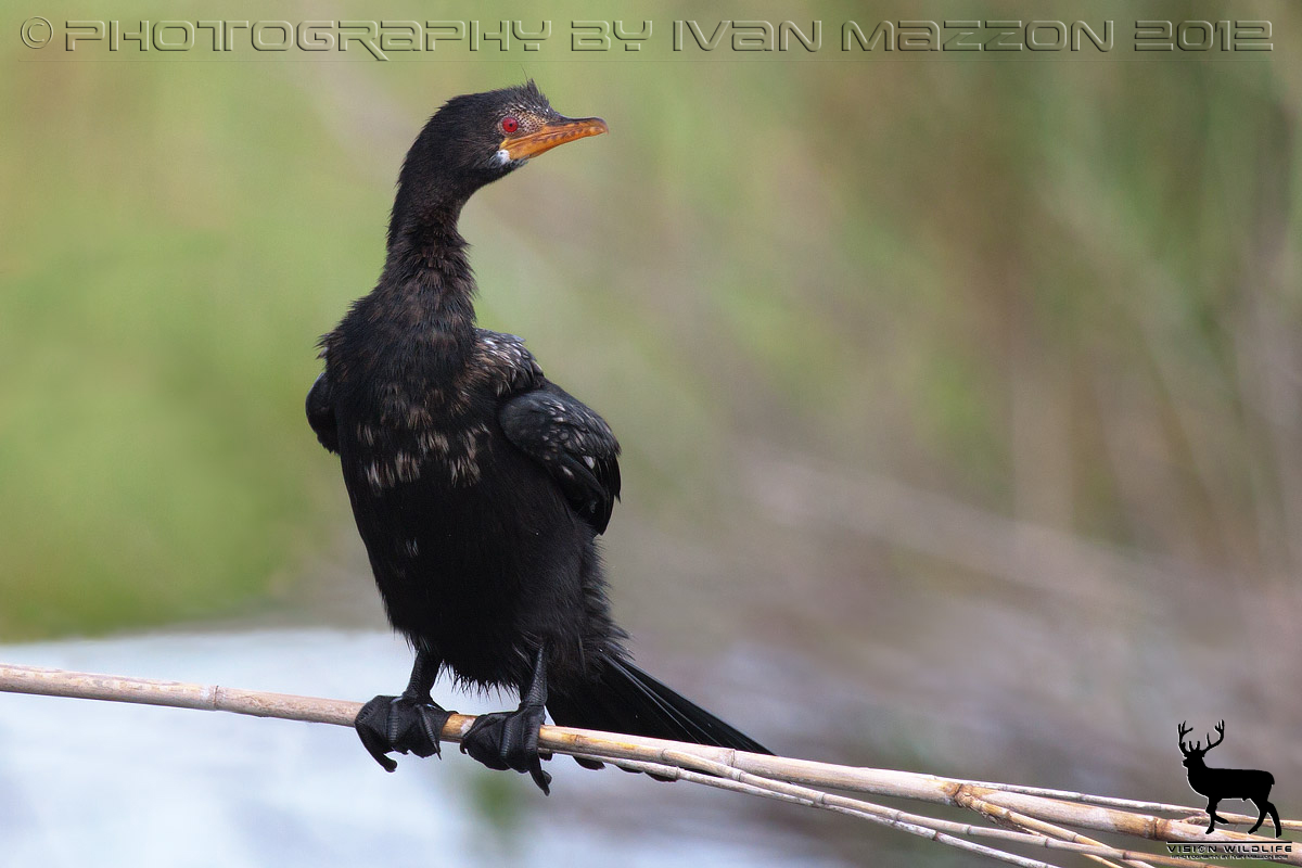 African cormorant (Microcarbo africanus)