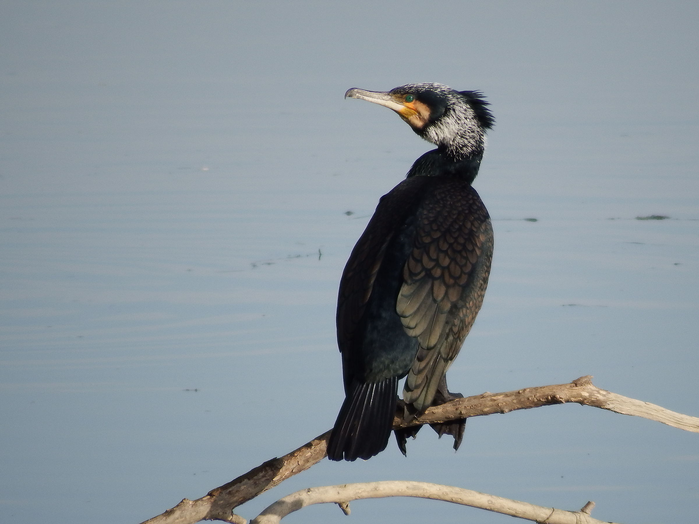 Cormorano adulto