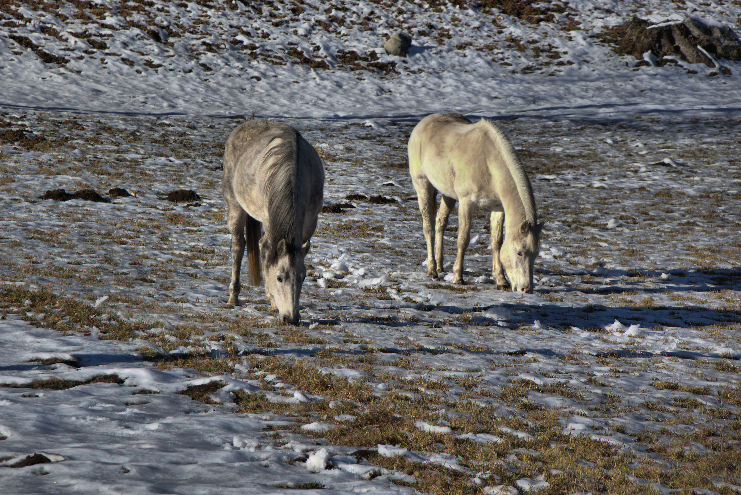 Horses in the snow