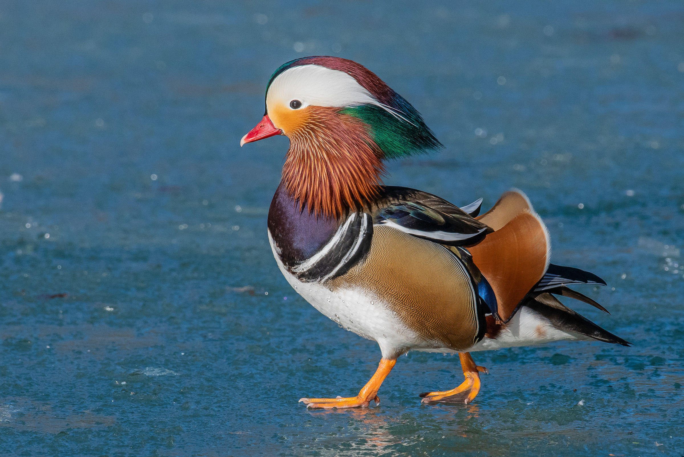 Mandarin Duck walking on ice