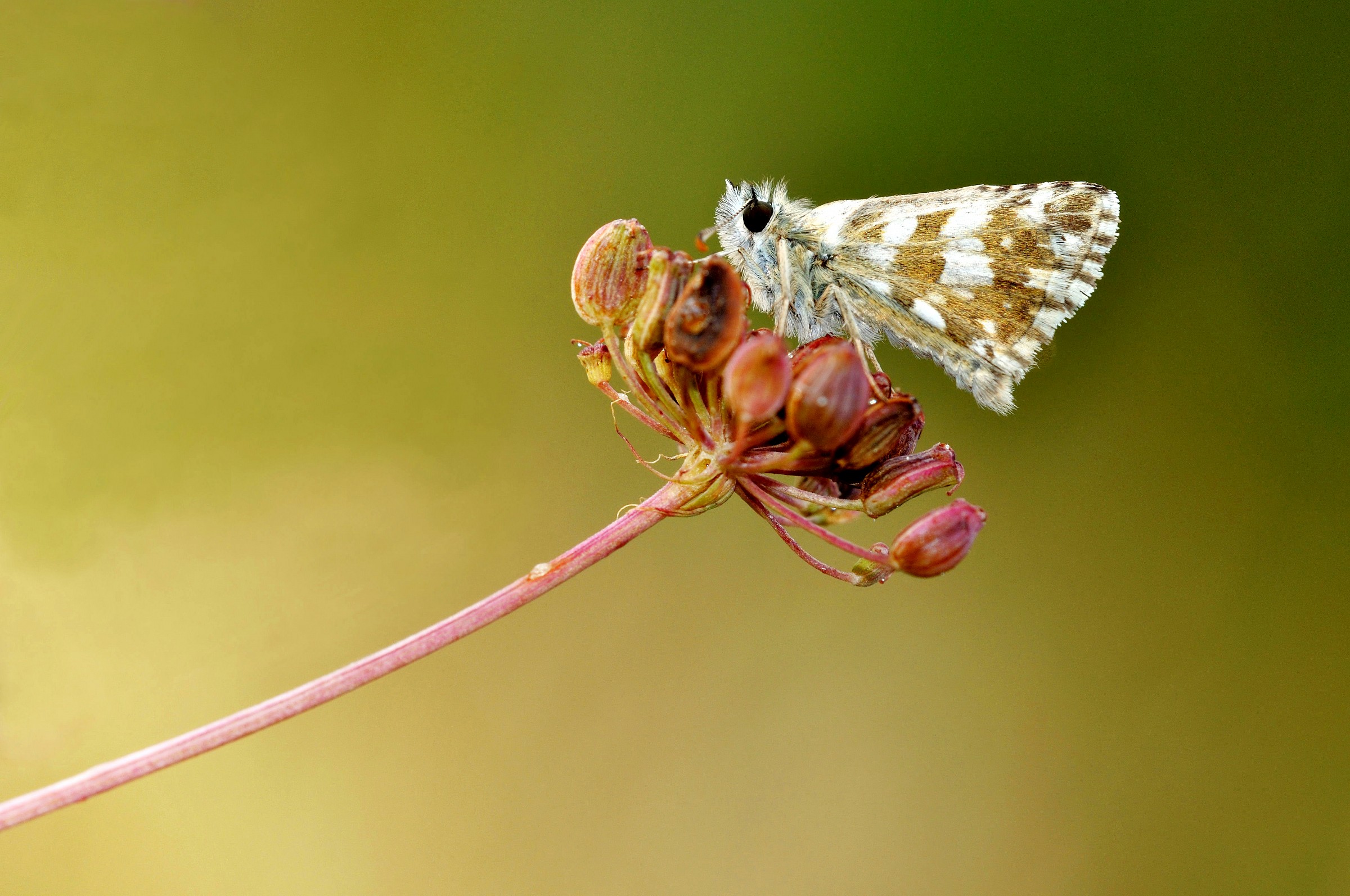 In un verde da favola