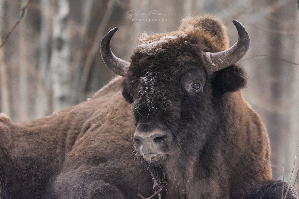 European Bison
