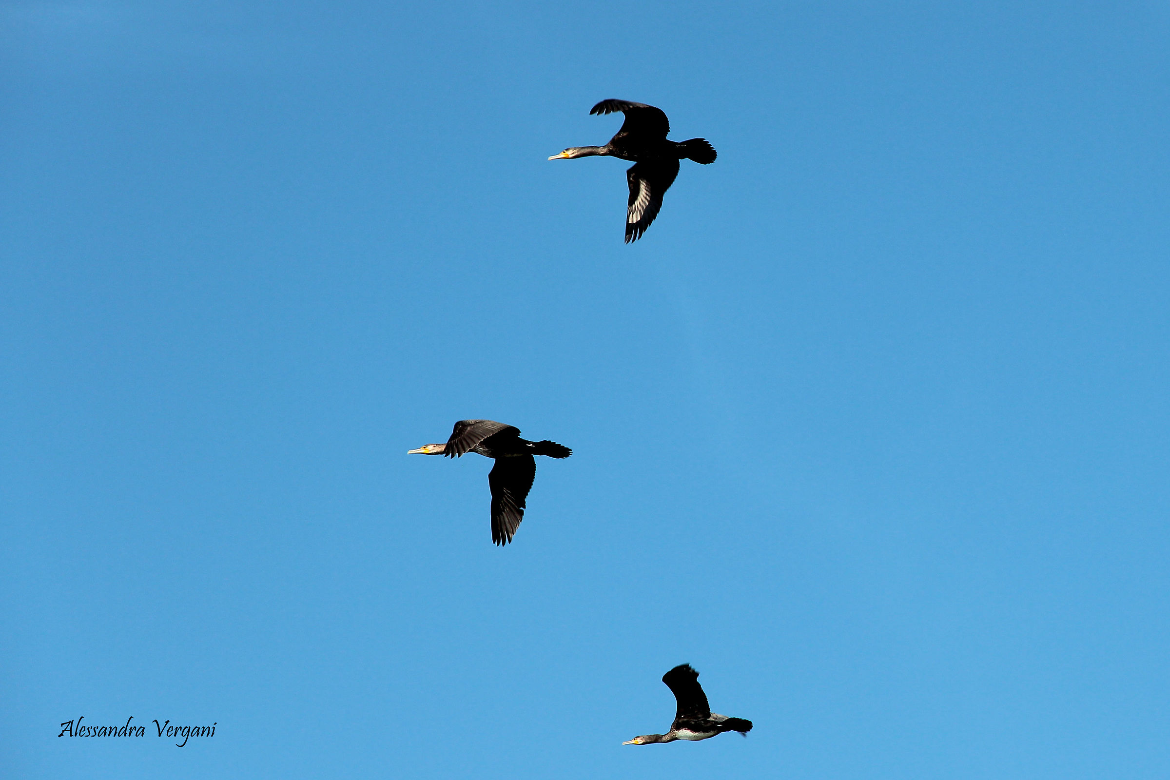 Cormorani in volo