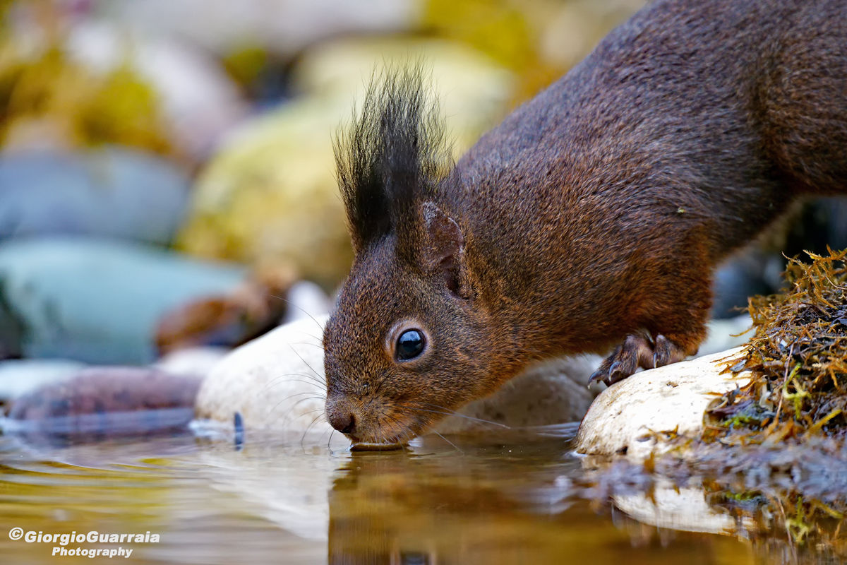Thirsty Squirrel