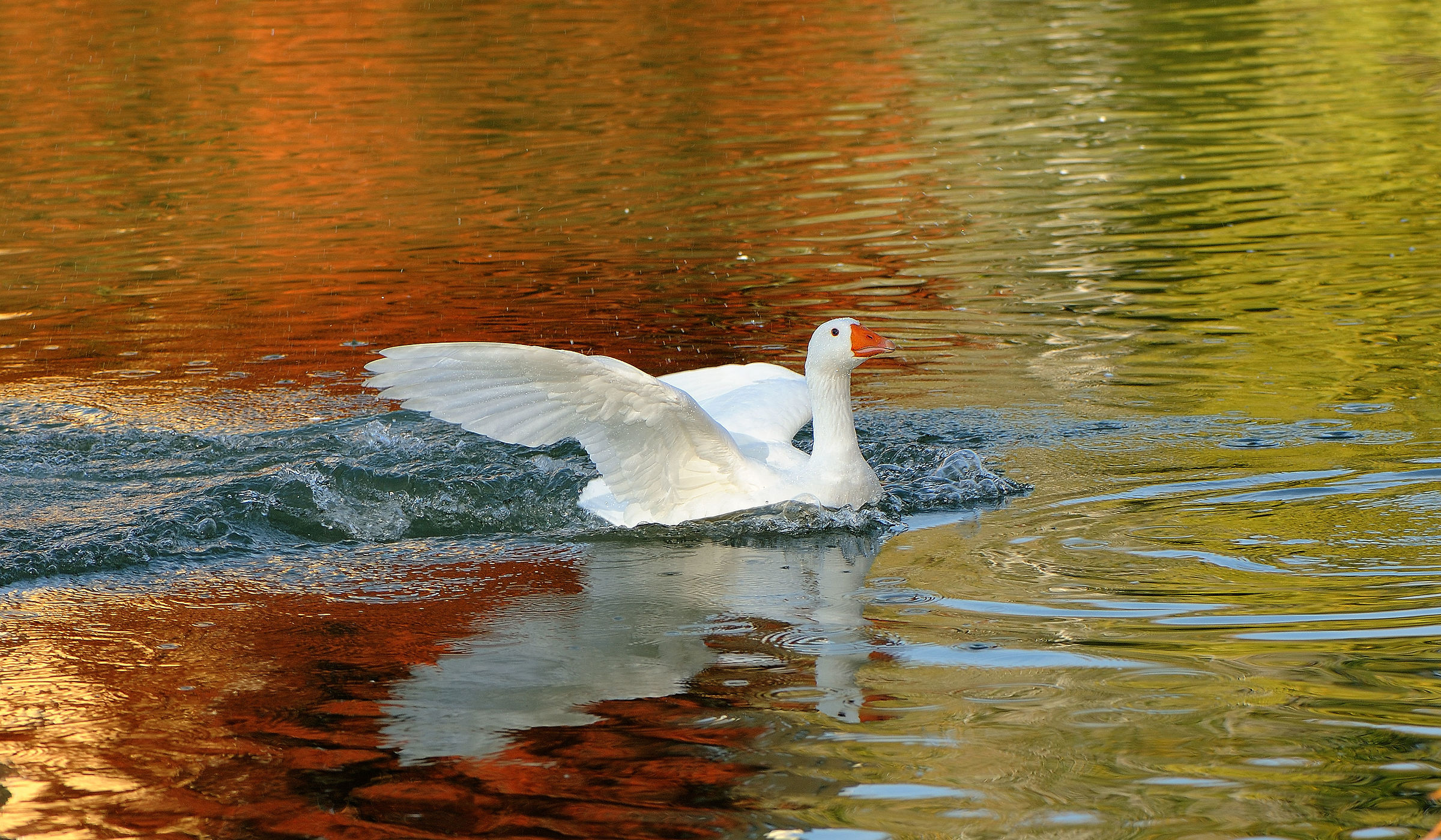 Landing in colored water