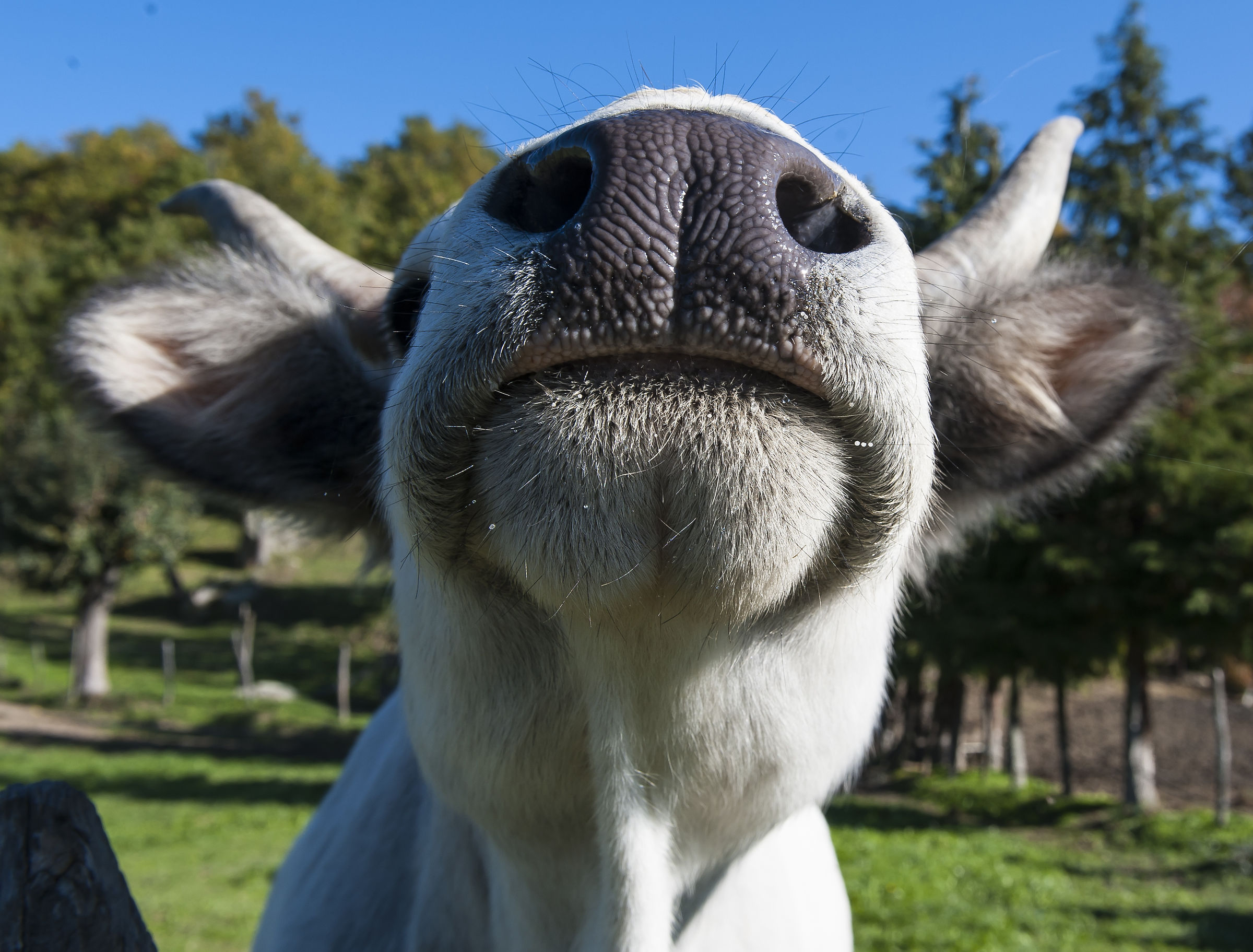 Muzzle against muzzle