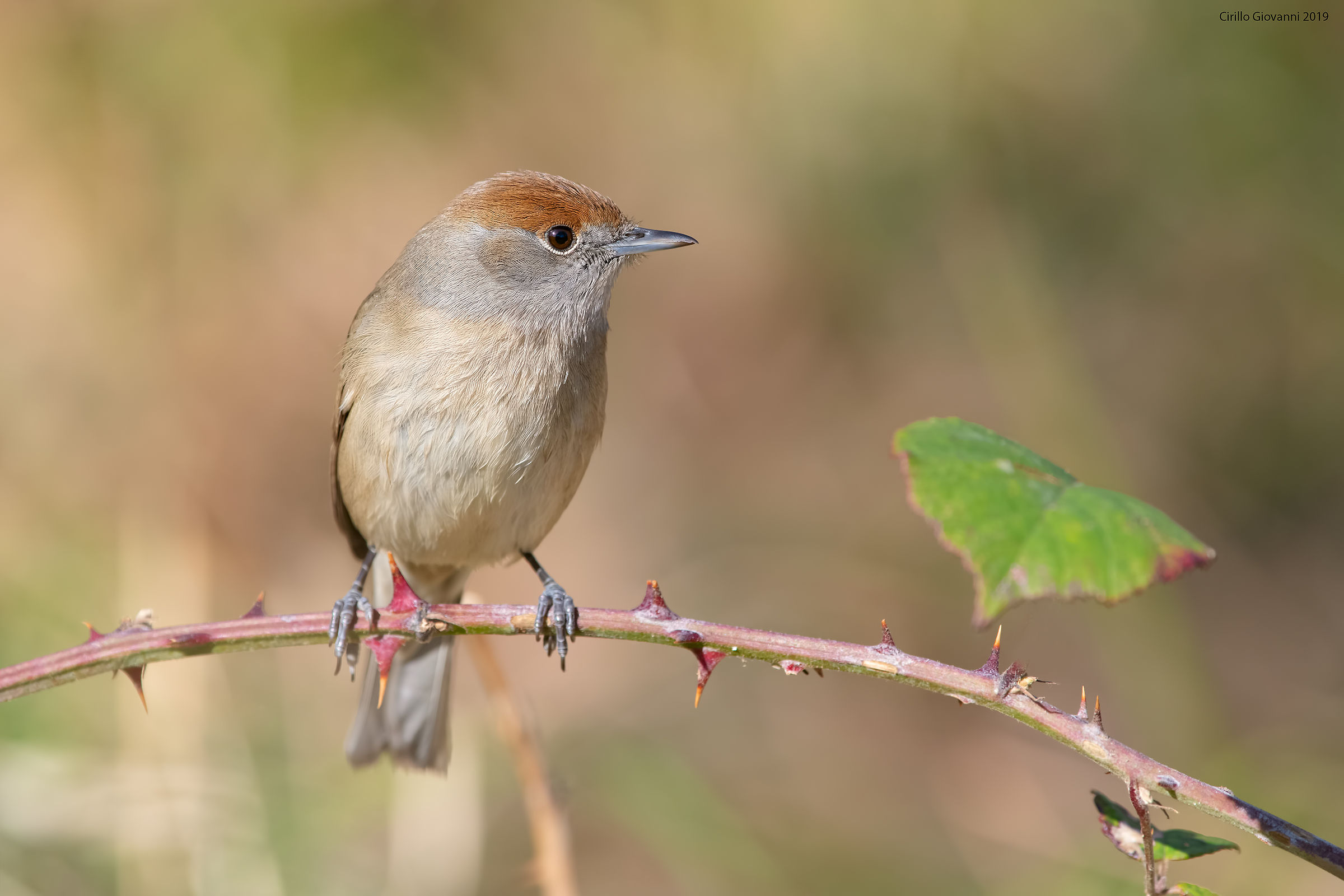 Female Blackcap