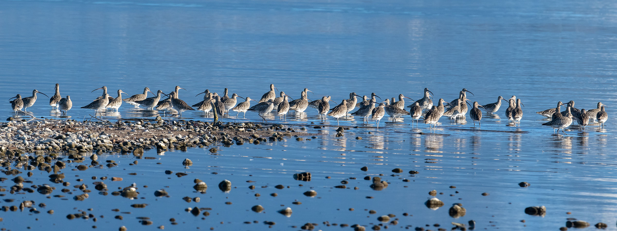 Forty four Chiurli, in a row for six, with the rest...