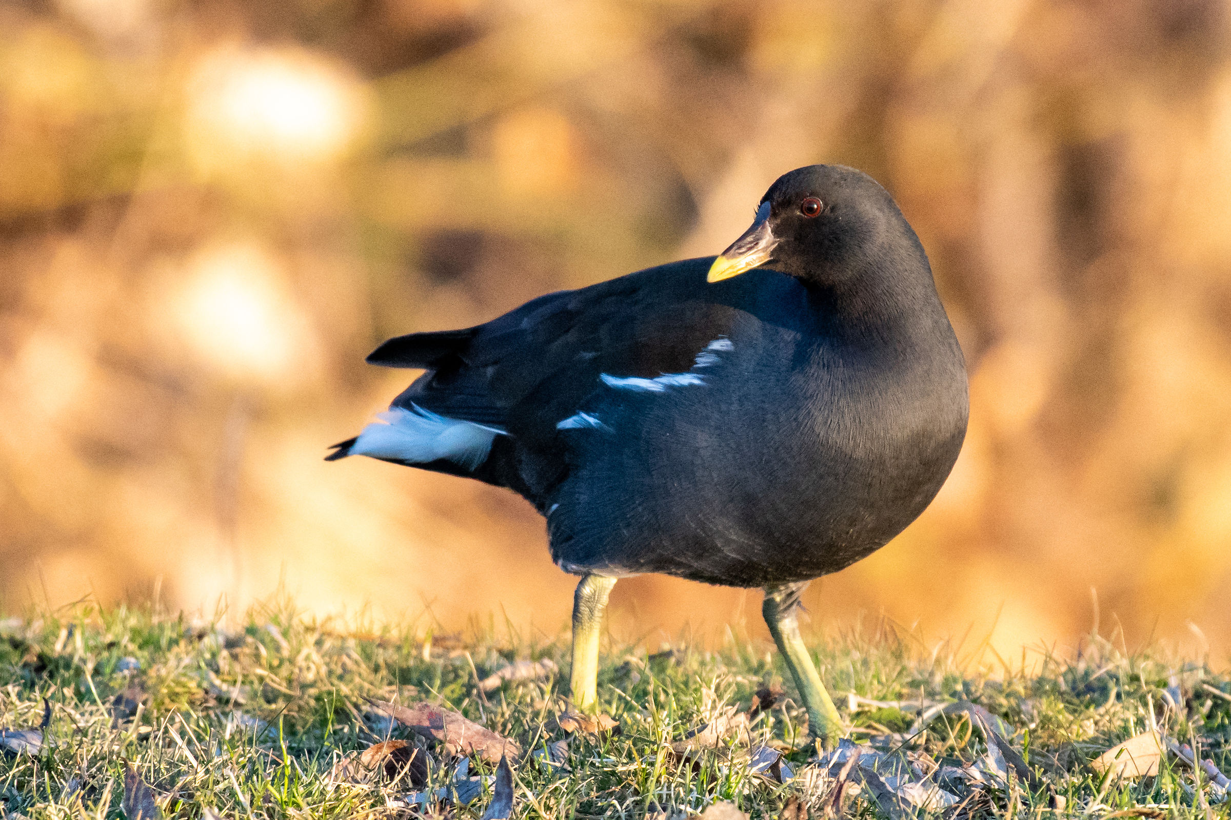 Gallinule