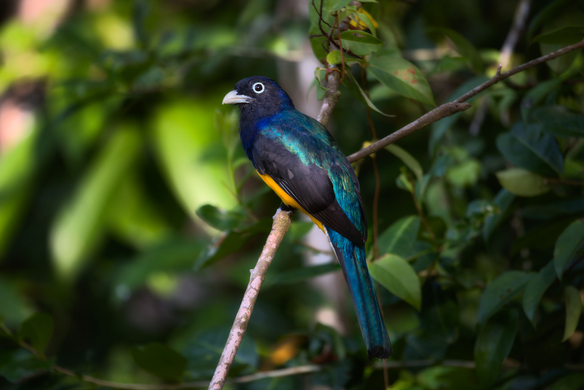 Uknown Amazonian Bird