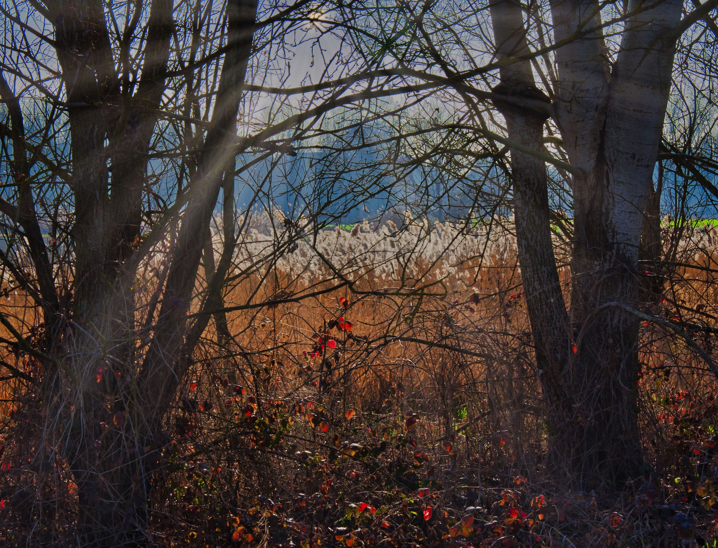 Backlight at the urban park-Ferrara