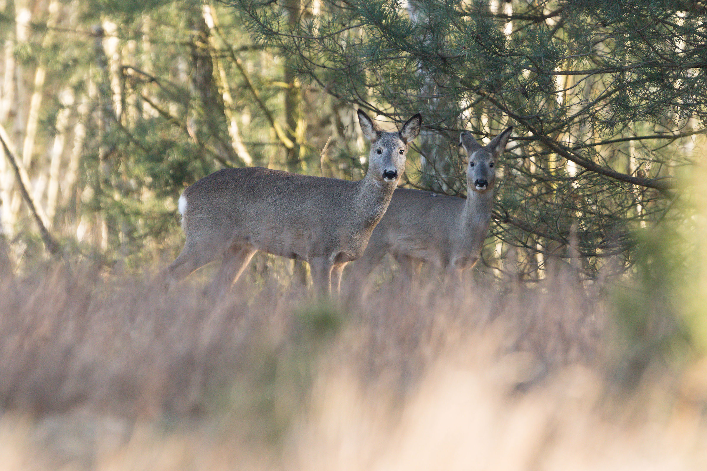 Capriolo (Capreolus capreolus)