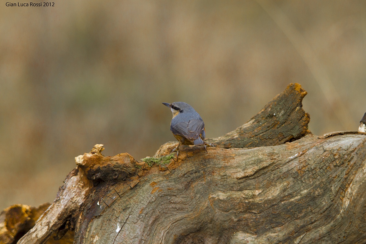 Nuthatch