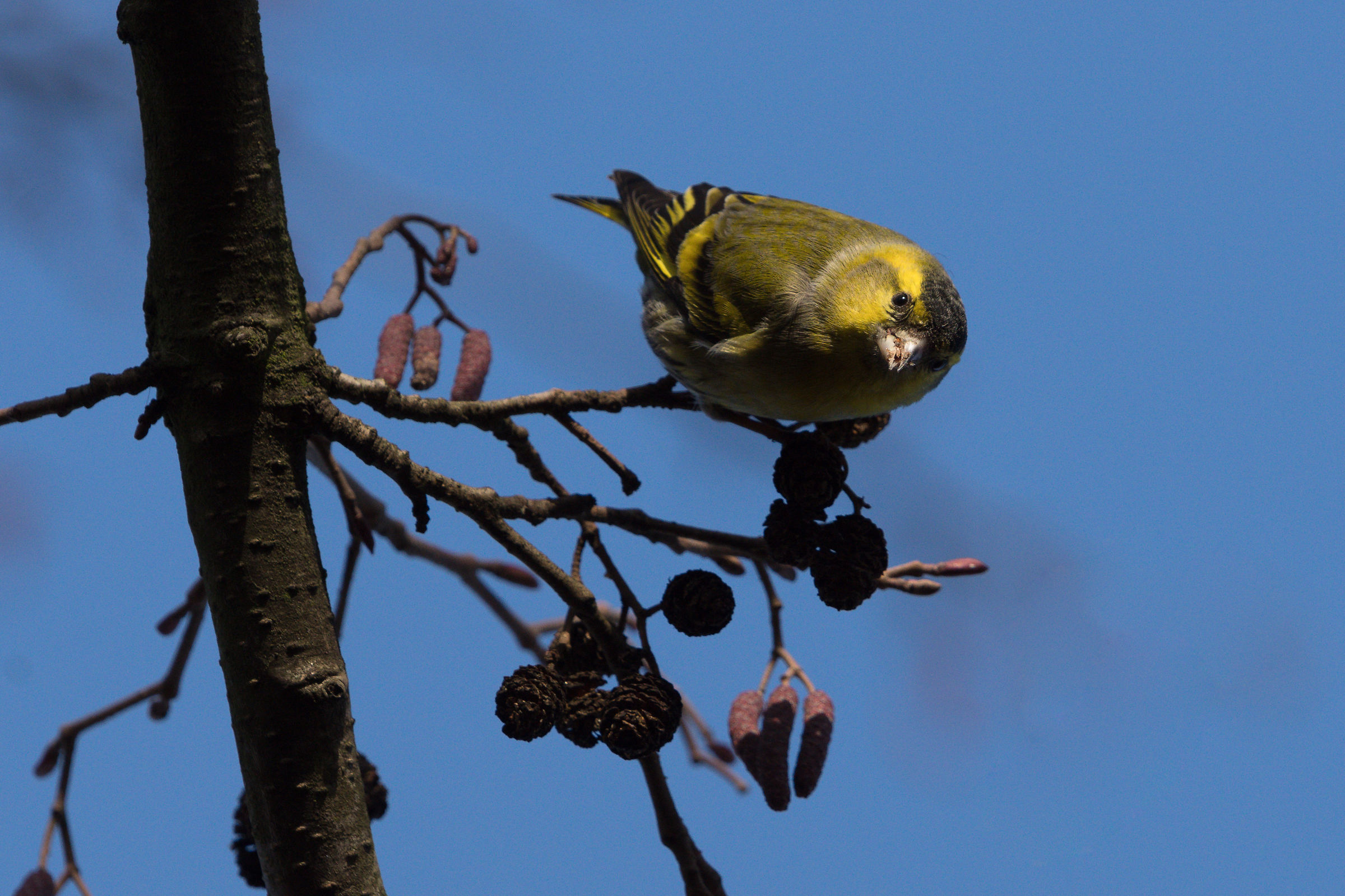 Carduelis spinus eurasiatica (Spinus Spinus)