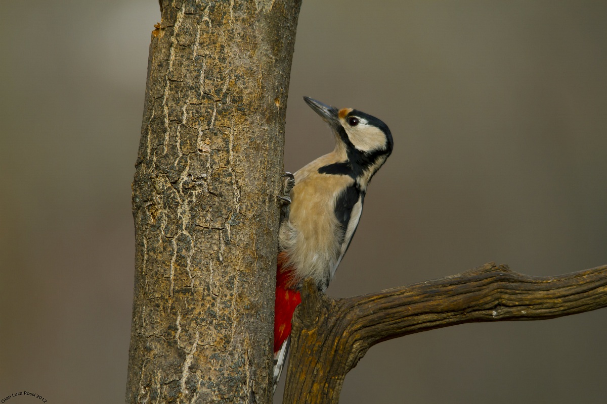 Great Spotted Woodpecker
