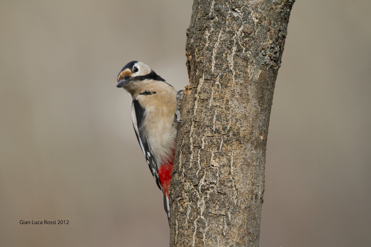 Looks woodpecker Red Maggiore