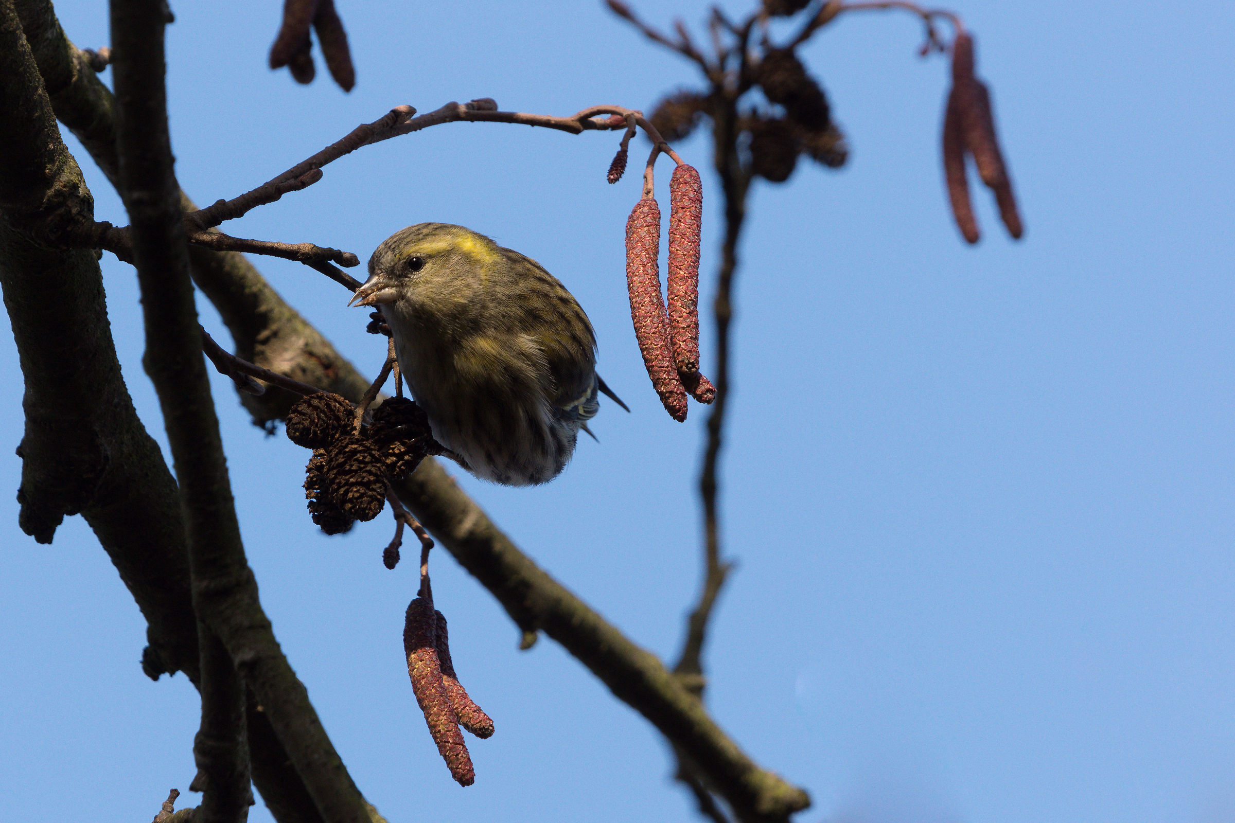 Eurasian siskin (Spinus spinus)